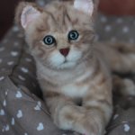 Реалистичная игрушка - котенок Боня