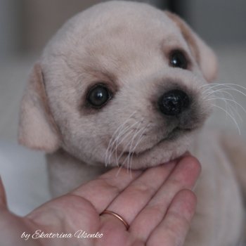 Щенок лабрадора