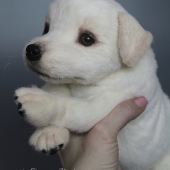 Щенок лабрадора