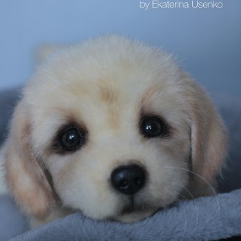 Щенок золотистого ретривера