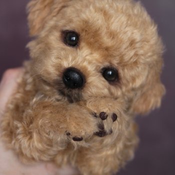 Щенок мальтипу