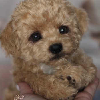 И снова мальтипу