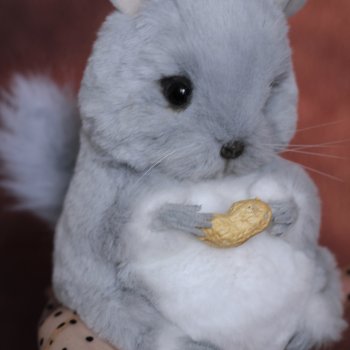 Шиншилла Луночка