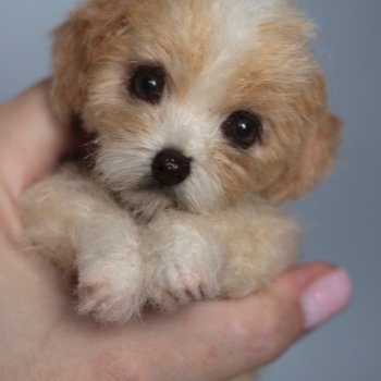 Щенок Тедди