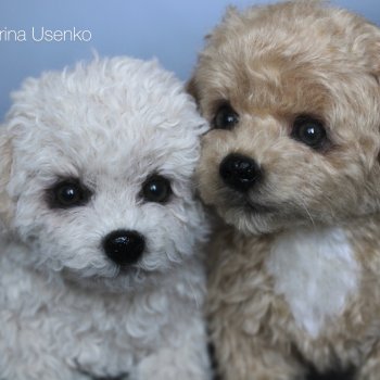 Щенки мальтипу