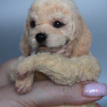 Тедди спаниель