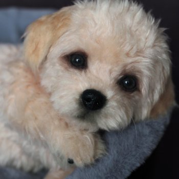 Щенок мальтипу