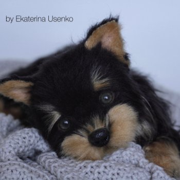 Щенок йорка