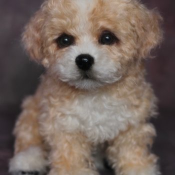 Щенок мальтипу