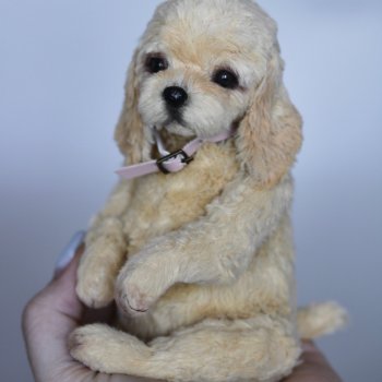 Тедди спаниель