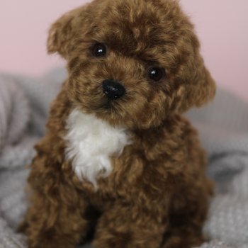 Щенок мальтипу