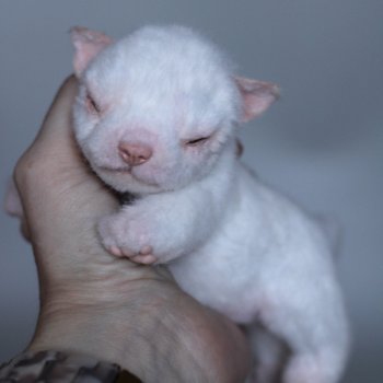 Новорожденный щенок