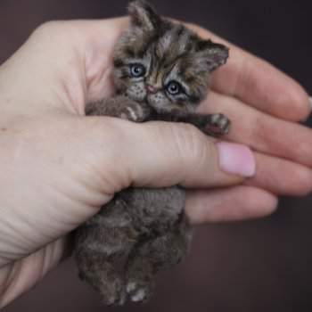 Котята Тедди