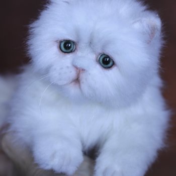 Персидский котенок