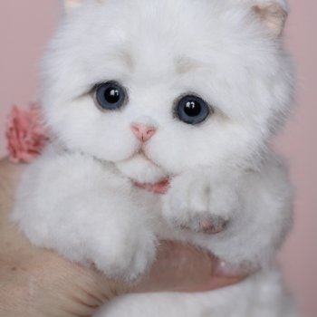 Котенок тедди