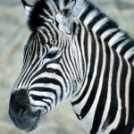 Тема лошадок не обошла и меня))