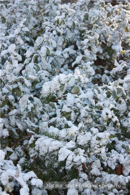 Приключение Жизели в зимнем лесу. Кукла Gotz (фото 10)