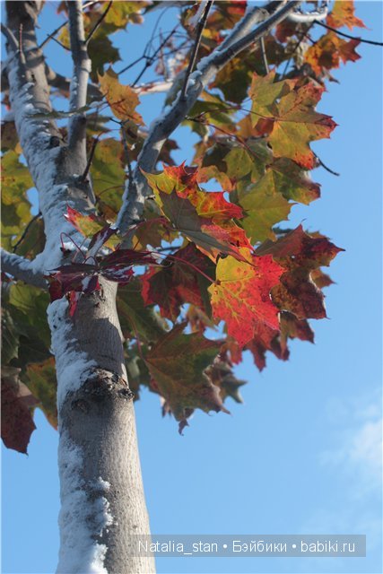 Приключение Жизели в зимнем лесу. Кукла Gotz