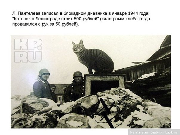 Питерские коты — Интересное и необычное: фотоподборки (фото 3)