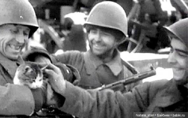 Питерские коты — Интересное и необычное: фотоподборки (фото 6)