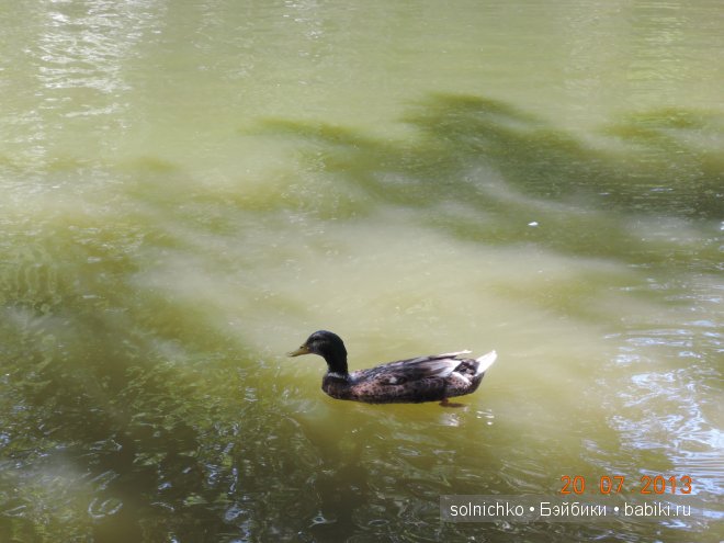 Умничка-Ливочка в Городском Парке