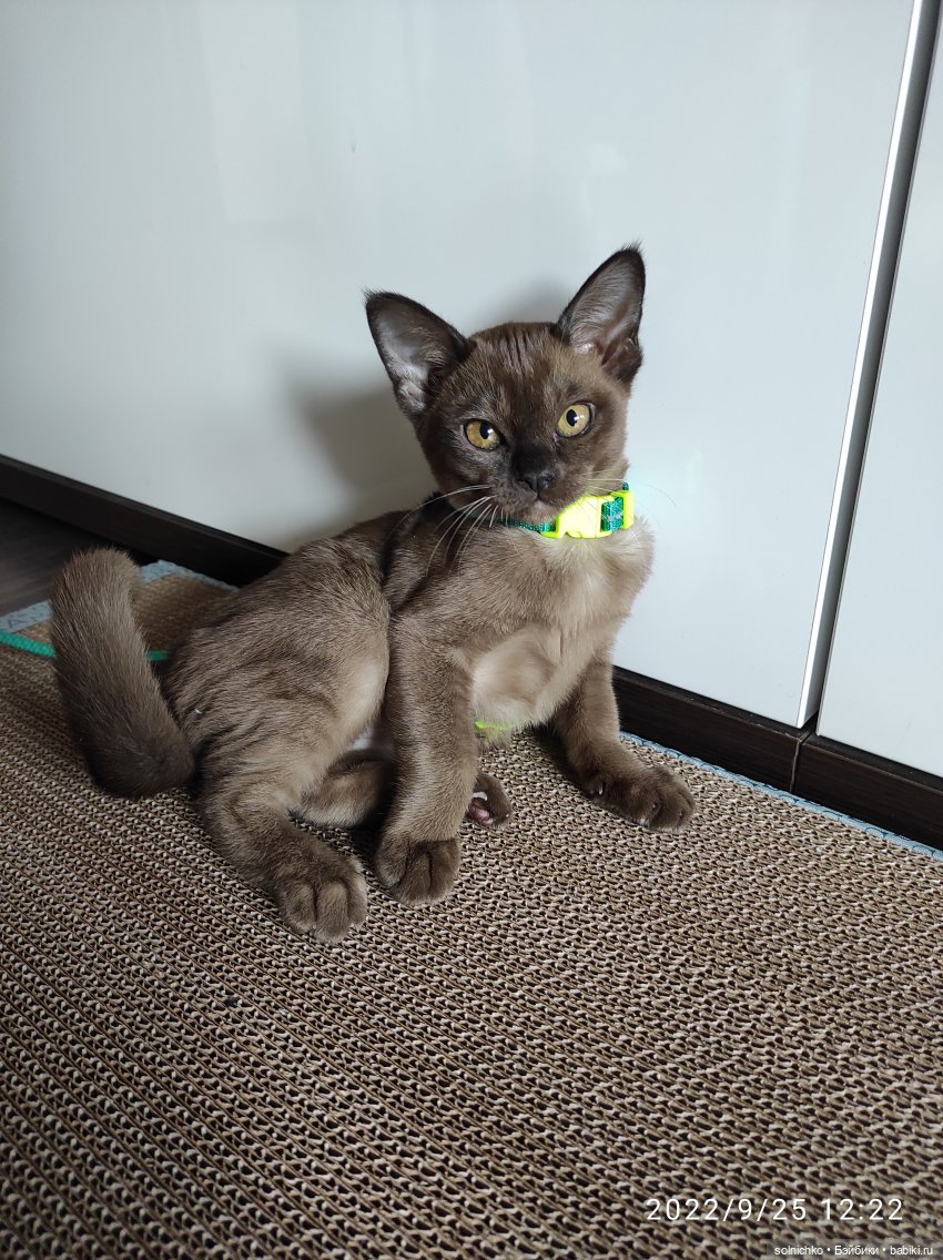 Моя разноформатная коллекция кукол