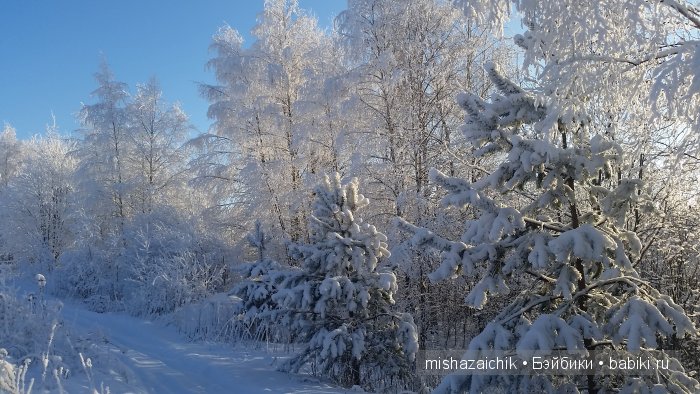 Зимняя фотосессия на фоне белого снега моих красавиц, кан-кан в лесу (фото 2)