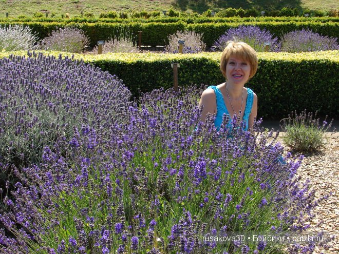 Графство Норфолк - лавандовый рай