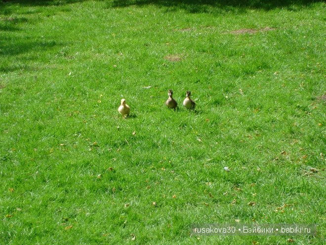 Графство Норфолк - лавандовый рай