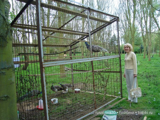 Графство Норфолк - лавандовый рай