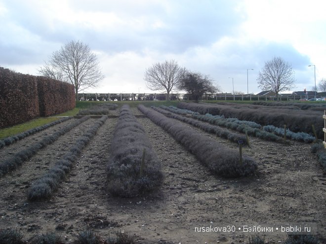 Графство Норфолк - лавандовый рай