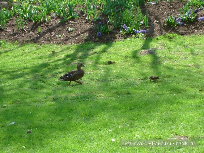 Графство Норфолк - лавандовый рай
