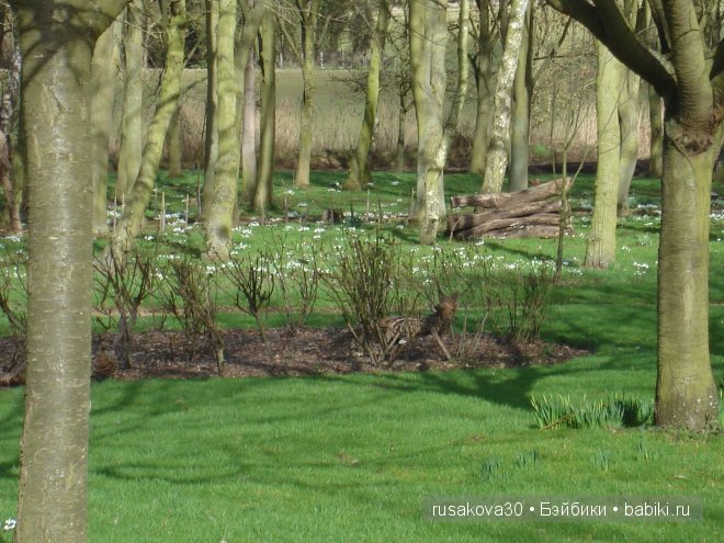 Графство Норфолк - лавандовый рай