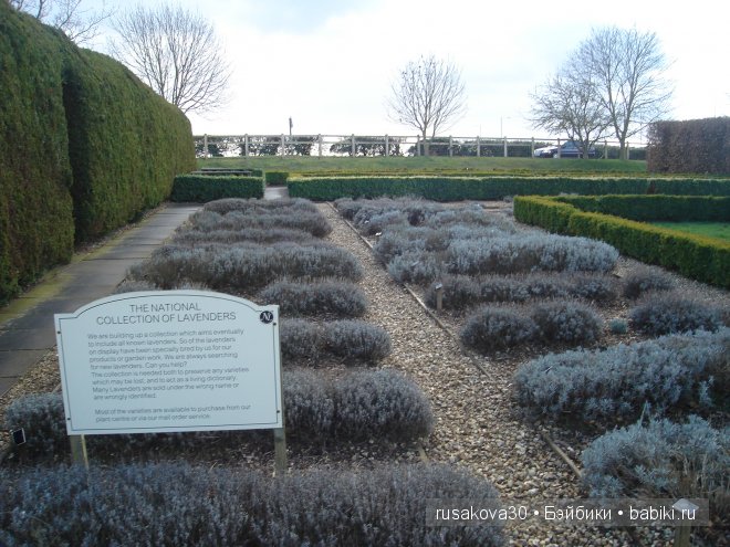 Графство Норфолк - лавандовый рай