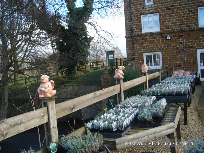 Графство Норфолк - лавандовый рай