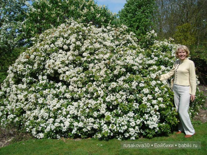 Графство Норфолк - лавандовый рай