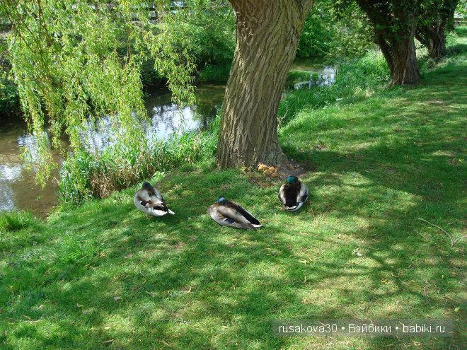 Графство Норфолк - лавандовый рай