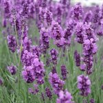 Графство Норфолк - лавандовый рай!