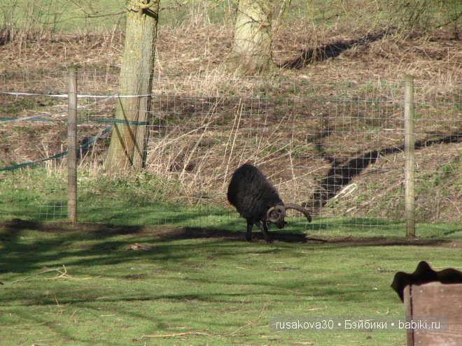 Графство Норфолк - лавандовый рай
