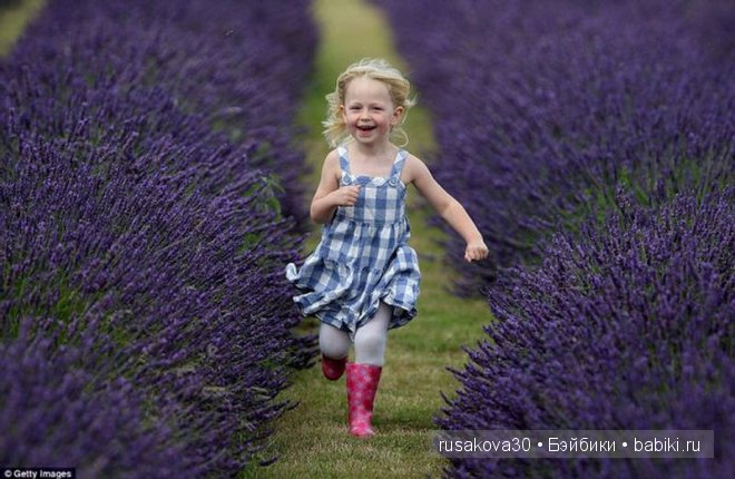 Графство Норфолк - лавандовый рай