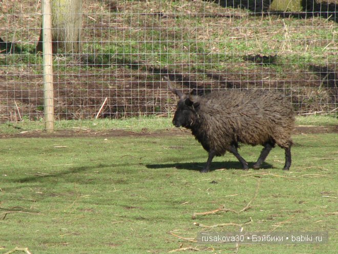 Графство Норфолк - лавандовый рай