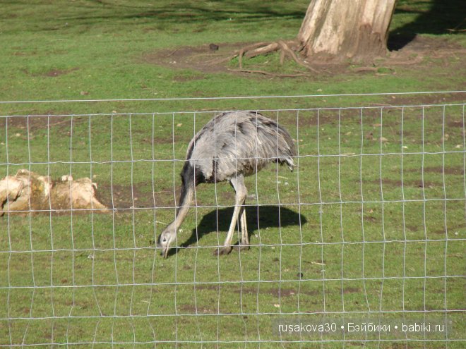 Графство Норфолк - лавандовый рай