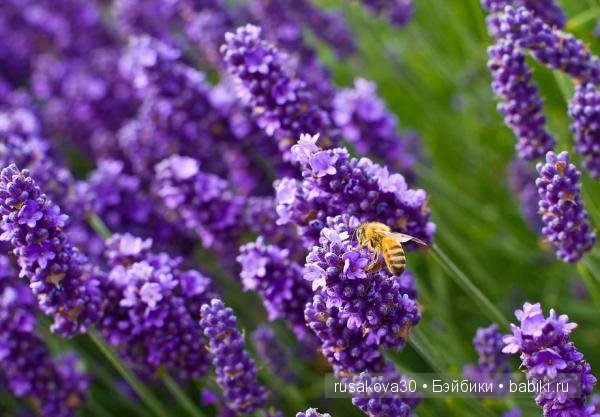 Графство Норфолк - лавандовый рай