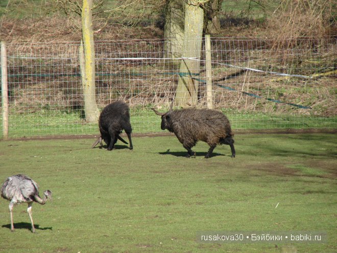Графство Норфолк - лавандовый рай