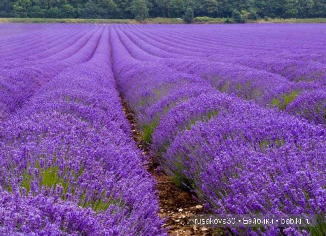 Графство Норфолк - лавандовый рай