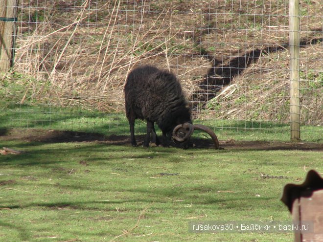 Графство Норфолк - лавандовый рай