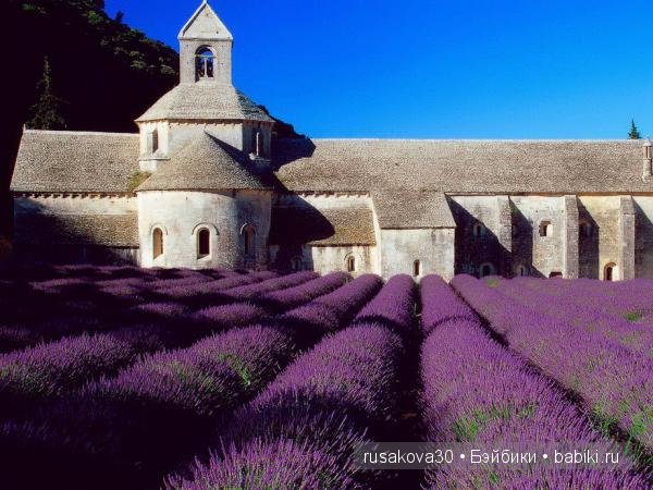 Графство Норфолк - лавандовый рай