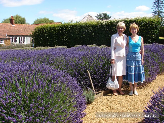 Графство Норфолк - лавандовый рай