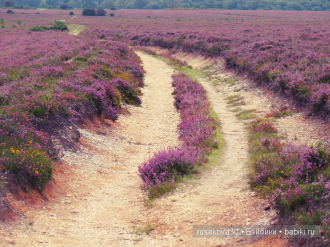 "Из вереска напиток забыт давным-давно." Путешествие по Шотландии