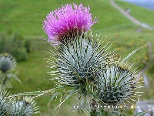 "Из вереска напиток забыт давным-давно." Путешествие по Шотландии (фото 3)